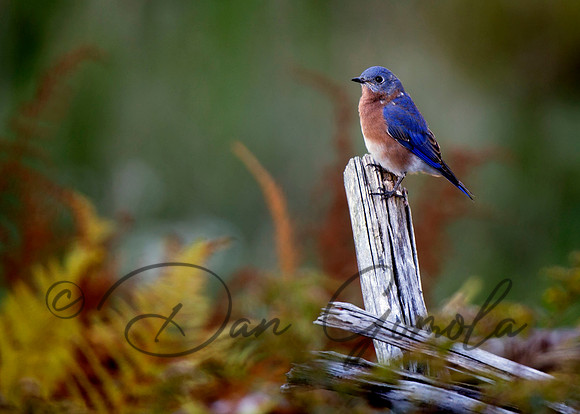 Eastern Bluebird