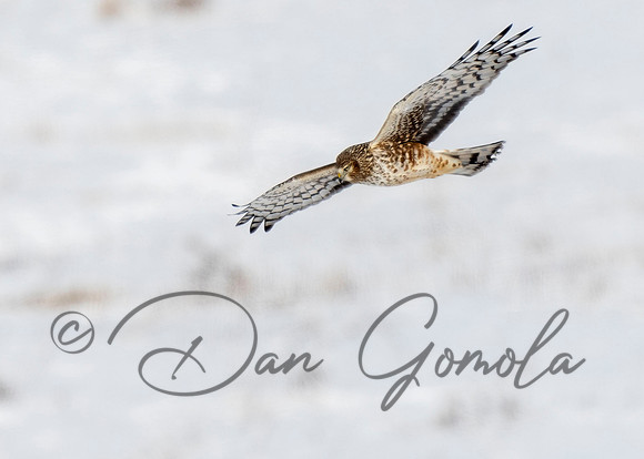 Northern Harrier
