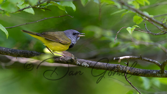 Mourning Warbler