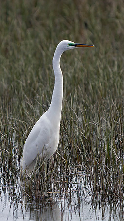 Great Egret