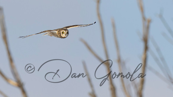 Short-eared Owl