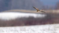 Northern Harrier