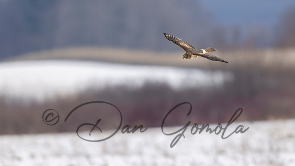 Northern Harrier