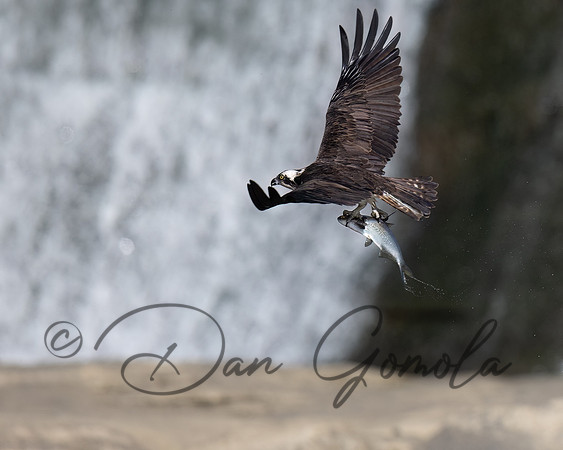 Osprey