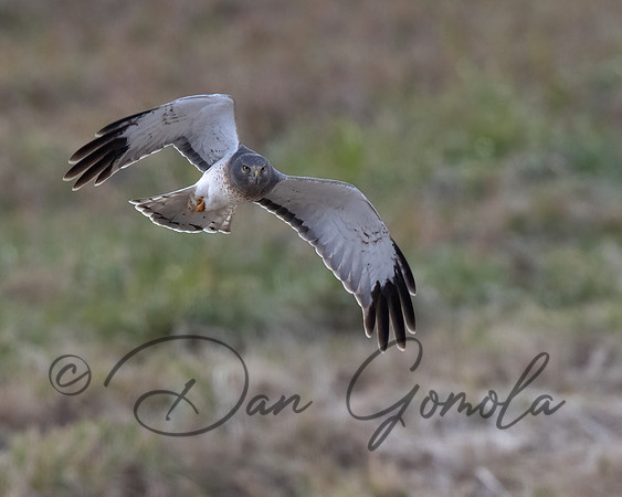 Northern Harrier