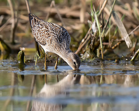 Stilt Sandpiper