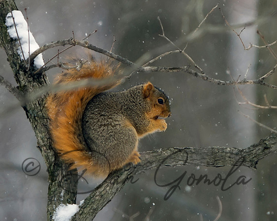 Eastern Fox Squirrel