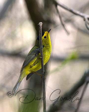 Wilson's Warbler
