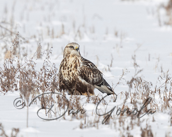 Rough-legged Hawk