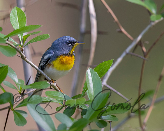 Northern Parula