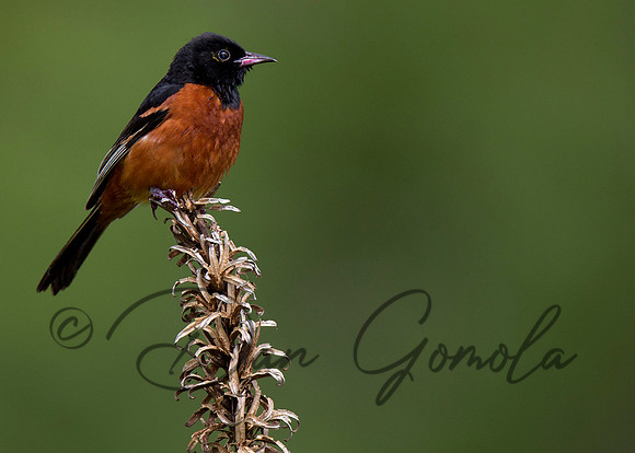 Orchard Oriole