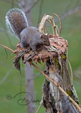 Eastern Gray Squirrel