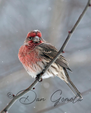 House Finch