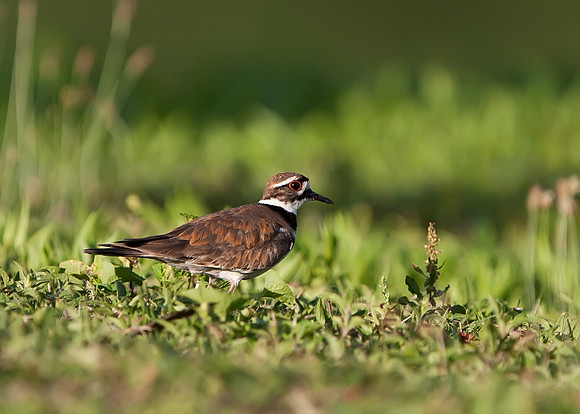 Killdeer