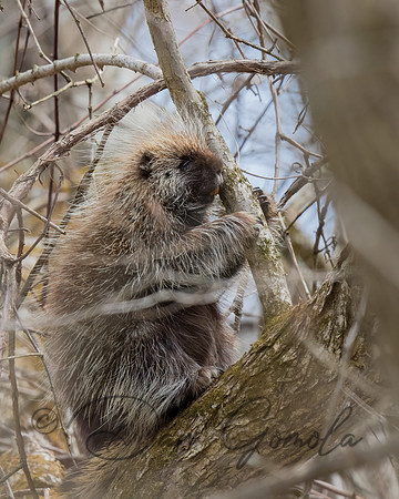 Porcupine