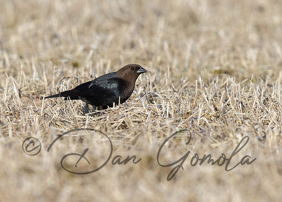 Brown-headed Cowbird