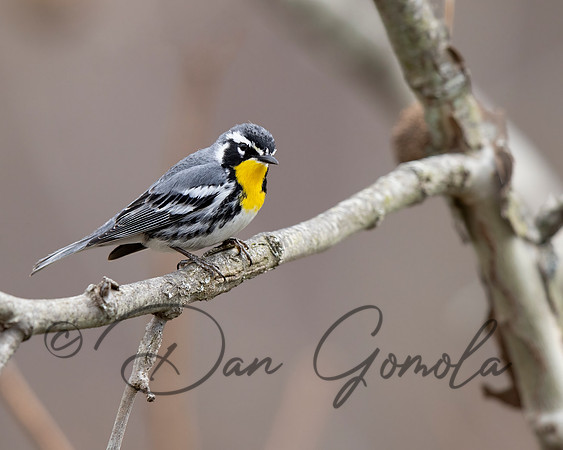 Yellow-throated Warbler