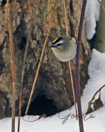 Golden-crowned Kinglet