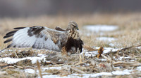 Rough-legged Hawk