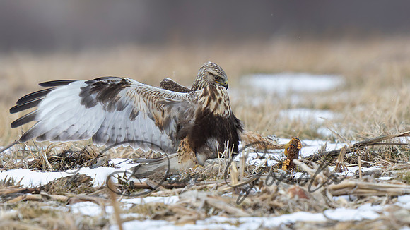 Rough-legged Hawk