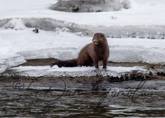 Mink