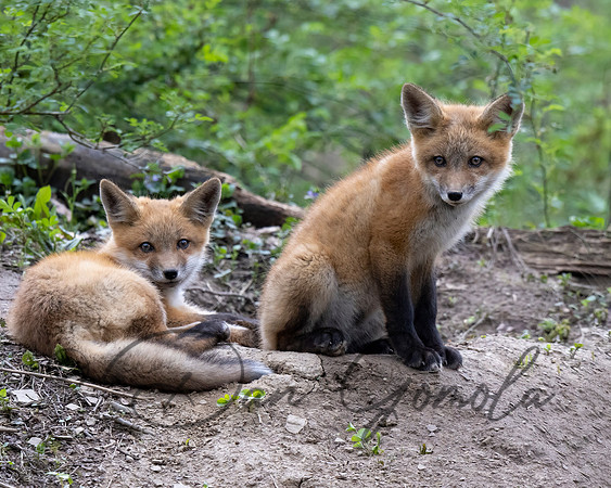 Red Fox