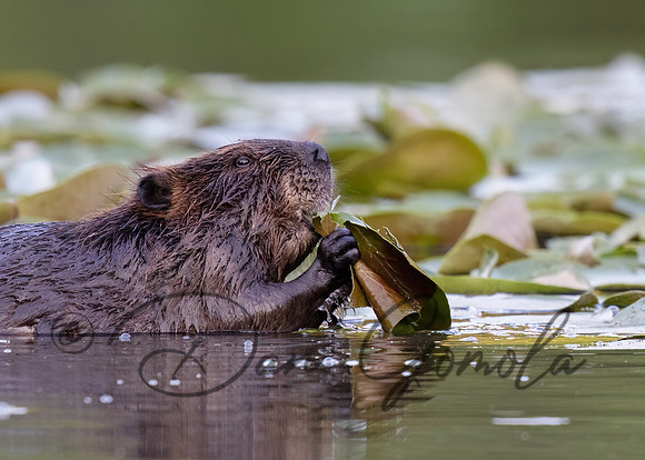 Beaver