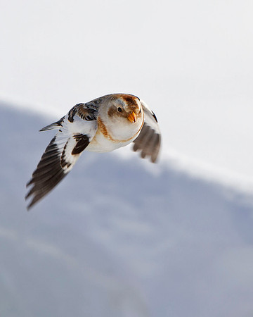 Snow Bunting