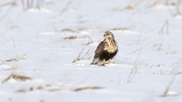 Rough-legged Hawk