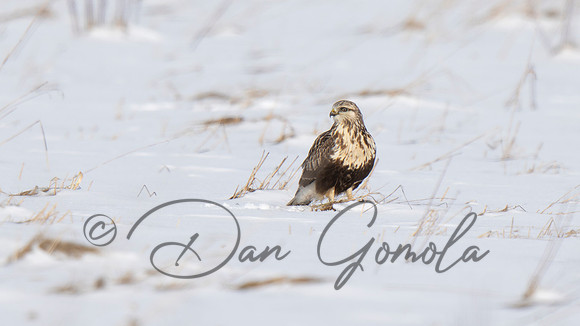 Rough-legged Hawk