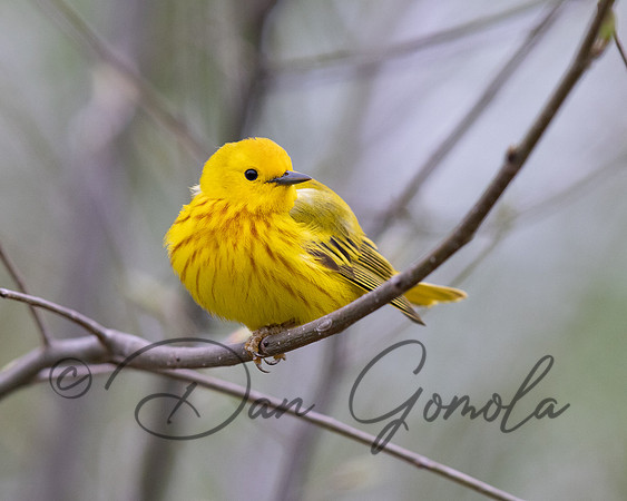 Yellow Warbler