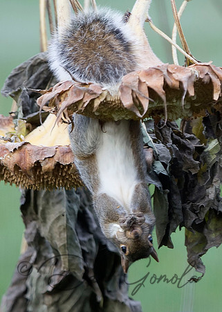 Eastern Gray Squirrel