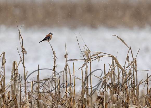 American Kestrel