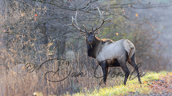 PA Elk (November, 2024)