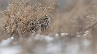 Short-eared Owl