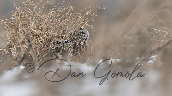 Short-eared Owl