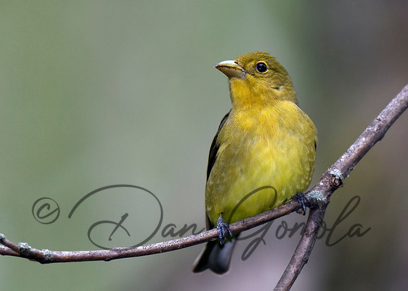 Scarlet Tanager