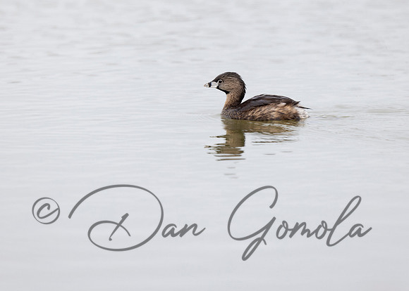 Pied-billed Grebe