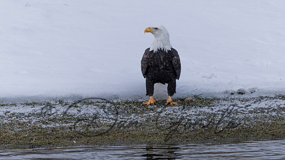 Bald Eagle