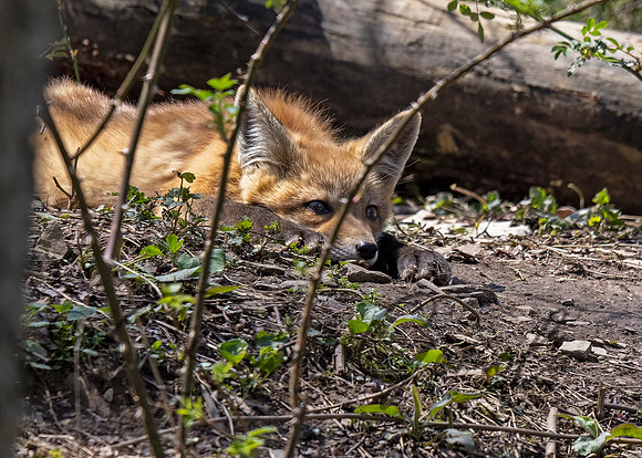 Red Fox