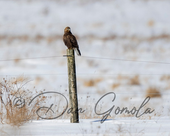Rough-legged Hawk