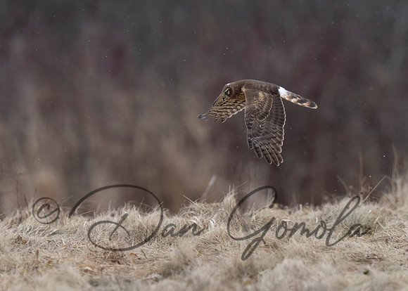 Northern Harrier