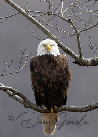 Bald Eagle