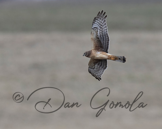 Northern Harrier