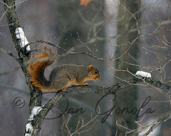 Eastern Fox Squirrel