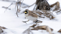 Horned Lark