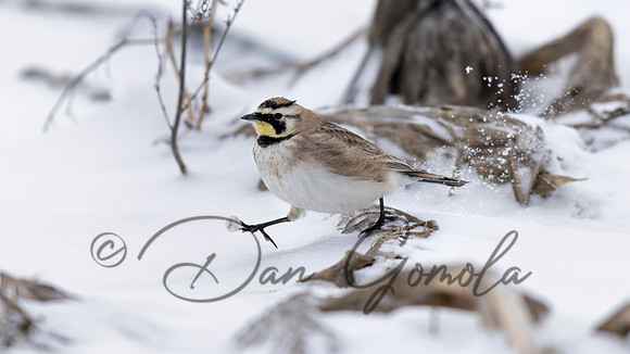 Horned Lark