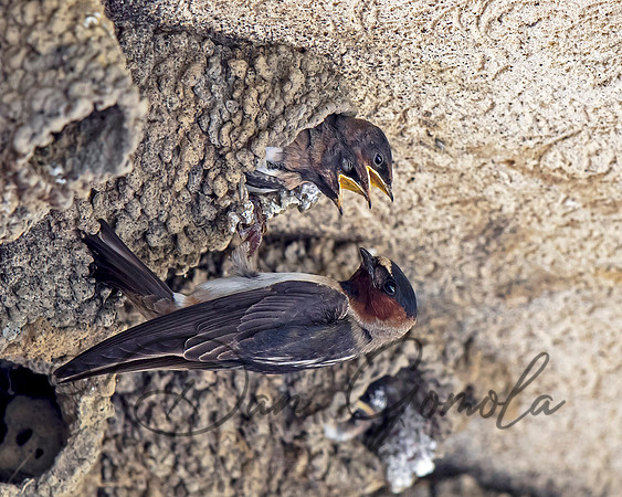 Cliff Swallow