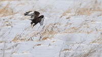 Rough-legged Hawk