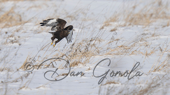 Rough-legged Hawk